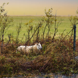 Canvas - Schaf am Wegrand